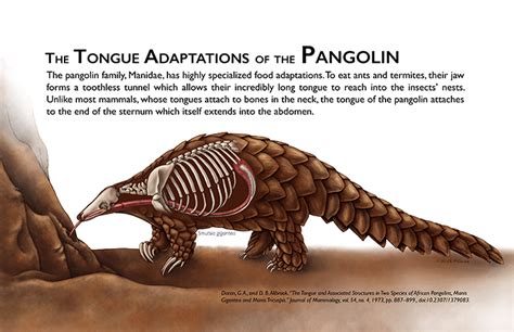 The Tongue Adaptations of the Pangolin – Katelyn McDonald