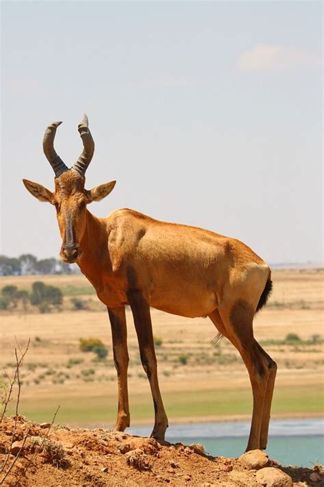 Red Hartebeest Antelope - Free photo on Pixabay - Pixabay