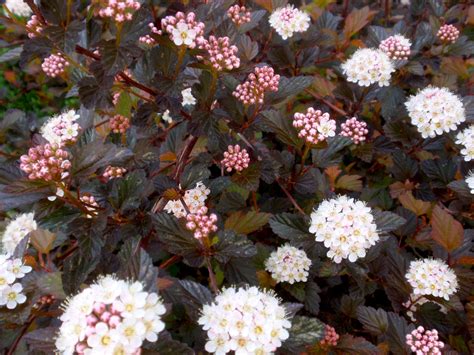 My Life in Gardens: PLANT PROFILE: Physocarpus opulifolius