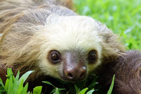 Sloth Sanctuary of Costa Rica holiday rentals: houses & more | Vrbo