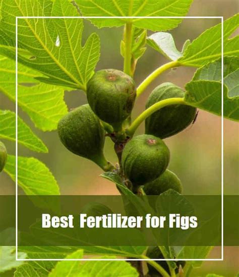 7 Best Fertilizer for Fig Trees 2020 [Top Picks & Reviews] | Fig, Fig tree, Fertilizer