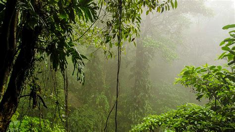 Wildlife in Vietnam: best places & tours to explore rich biodiversity