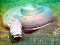 Pacific hagfish - Wikipedia