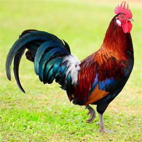 Roosters - AbeeraViyan