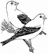 Eastern Goldfinch Coloring Page Sketch sketch template