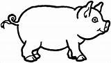 Coloring Pig Printable Template Pigs Animal Valentine Farm Colouring  sketch template