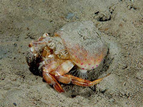 Prideaux's hermit crab (Pagurus prideaux) - MarLIN - The Marine Life Information Network