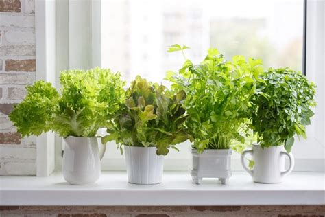 8 Tips for Growing Lettuce Plants In Pots - Clean Green Simple