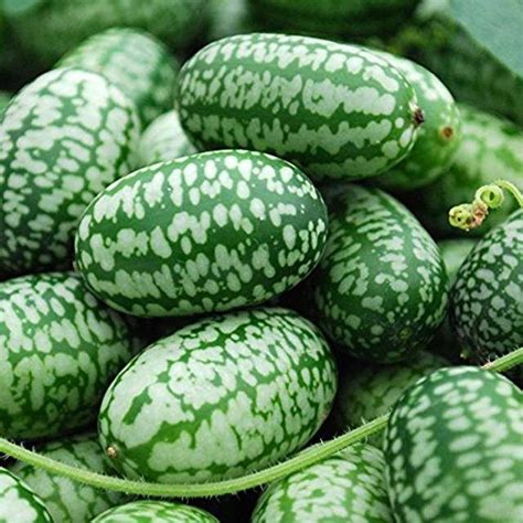 Amazon.com: cucamelon seeds | Fruktträd, Frö, Grönsaksträdgård