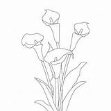 Lily Coloring Calla Pages Easter Lilies Stargazer Drawing Bouquet Line  sketch template