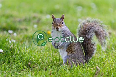 Squirrel Bite: Facts And Prevention | Pestclue