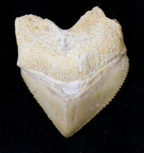 1.36" Squalicorax (Crow Shark) Fossil Tooth (#19280) For Sale ...