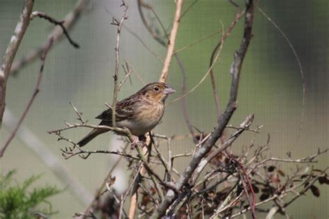 ‘Lift That Nest Up’: Florida’s Endangered Birds Threatened By Floods - WUFT News