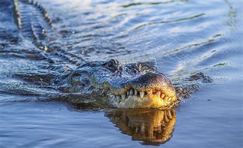 Swamp Tours New Orleans | Airboats | Swamp Boats