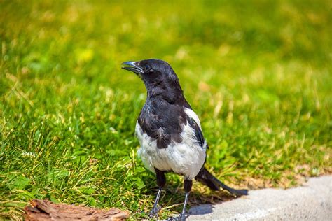 Black Billed Magpie Bird Wildlife - Free photo on Pixabay - Pixabay