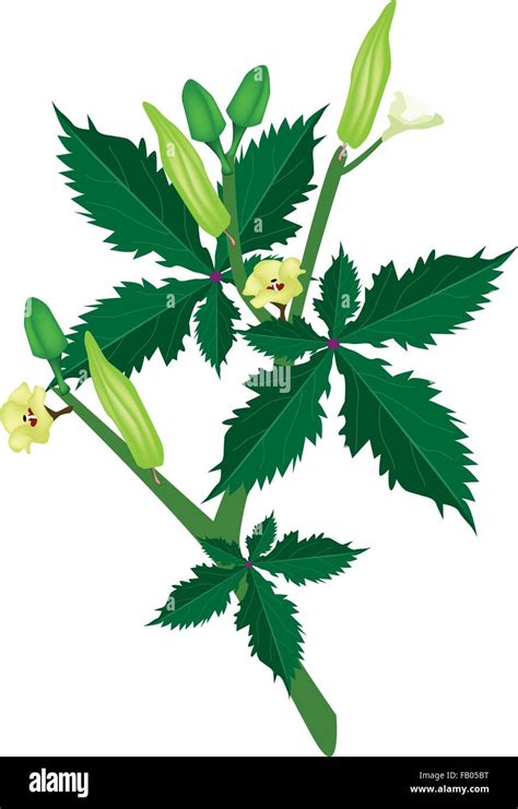 Okra plant flower Stock Vector Images - Alamy