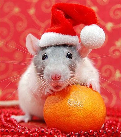 30 Beautiful Animals Celebrate Christmas with You - The Design ...