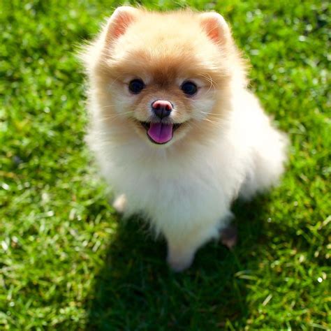 Pomeranian Teacup Dogs Wallpapers - Wallpaper Cave