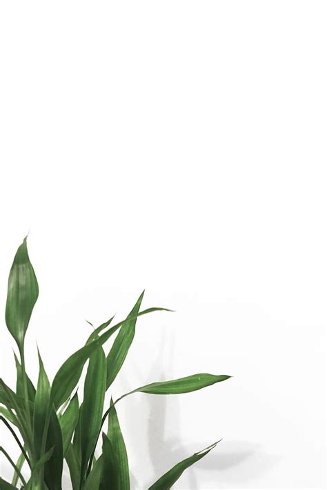 Plants with White Background. 43 best background, white, plant and green, Simple Plant Aesthetic ...