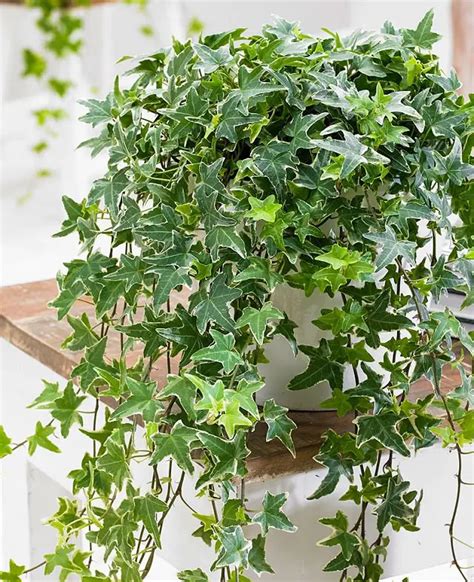 How to Grow English Ivy Houseplant Easily! | Ivy plant indoor, Plants, Ivy houseplant