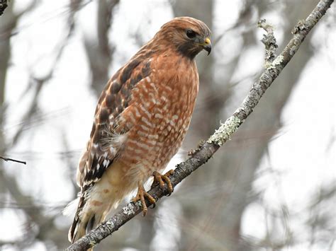 [10000印刷√] red shouldered hawk bird 160427-Red shouldered hawk florida birds of prey - Pict4udwod