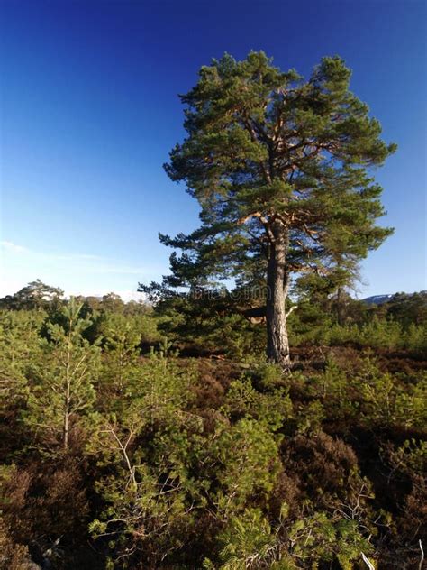 Caledonian forest scotland stock photo. Image of forrestry - 14032508