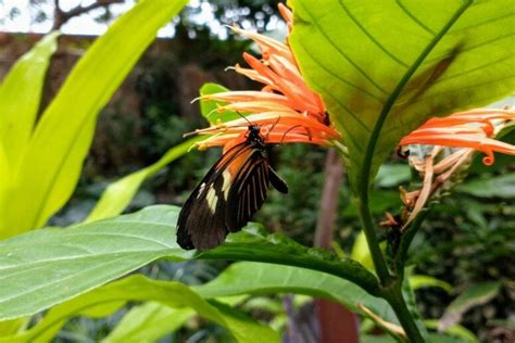 Step Into Spring at Meijer Gardens Butterfly Exhibit