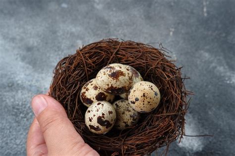 Premium Photo | Quail eggs