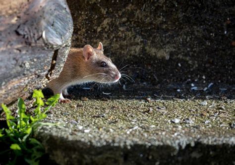 Norway Rat: An Adaptable Rodent Found All Over The World - Life in Norway