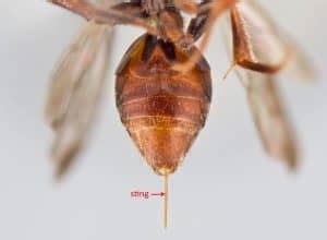 How To Treat A Paper Wasp Sting At Home - How I Get Rid Of