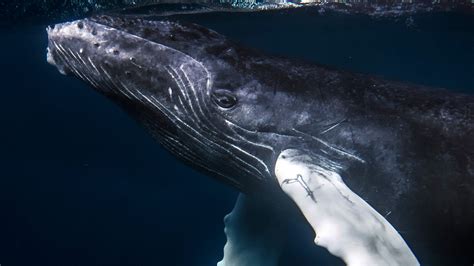 Whales Face New and Emerging Threats • The Revelator