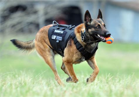 How A Bulletproof Vest Protects a Police K-9 - Brady's K9 Fund