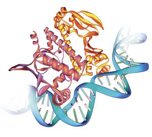 Lactase Persistence Molecular Genetics - EvoEd : EvoEd