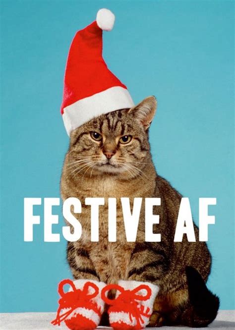 Funny Christmas Cat Photos