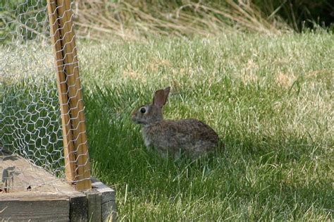 Rabbit-Proof Garden Fencing That Keeps Your Veggies Safe | LoveToKnow | Garden fencing, Chicken ...