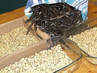 Field Beans on the Perennial Vegetable Plot - The Backyard Larder