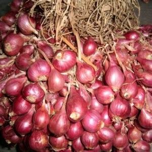 Khasiat Bawang Merah Bukan Hanya Sebagai Pelengkap Bumbu Masakan | trikdiet.com