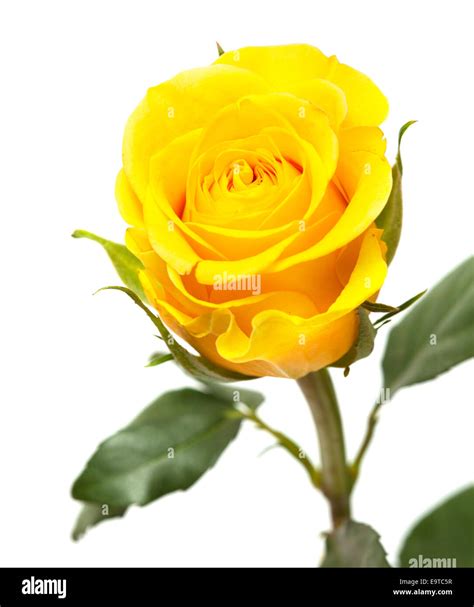 single yellow rose flower isolated on white Stock Photo - Alamy