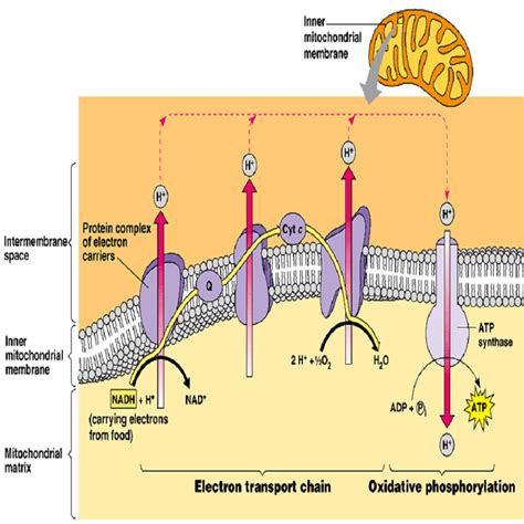 OXIDATIVE PHOSPHORYLATION, ELECTRON TRANSPORT CHAIN — Biology Notes