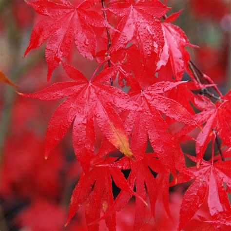 Acer palmatum at Arts Nursery