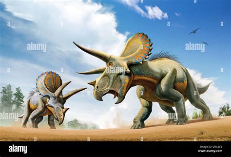 Two Triceratops Dinosaurs Fighting Stock Photo - Alamy