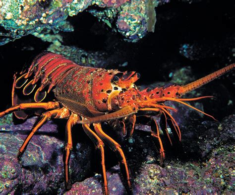 Spiny, Slipper, Regal And Rock: The Secret Lives Of Lobsters - Dive Training Magazine | Scuba ...