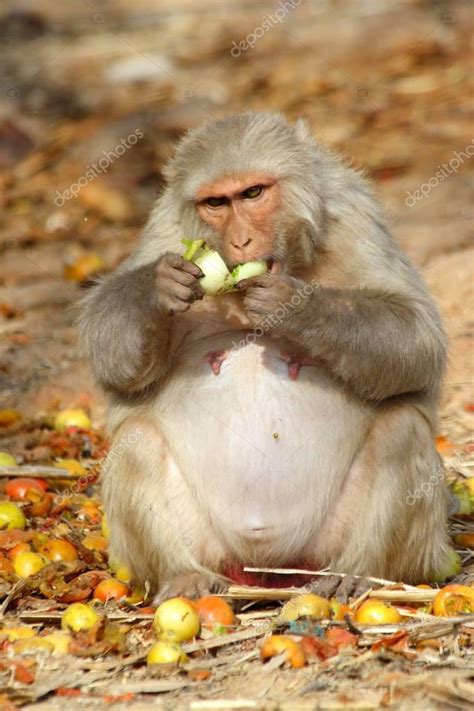 Monkey sits and eats fruit, India. — Stock Photo © catiivanoff@mail.ru ...