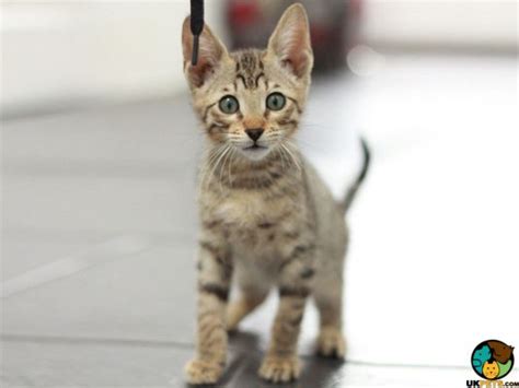 Serengeti Cat Breed | UKPets