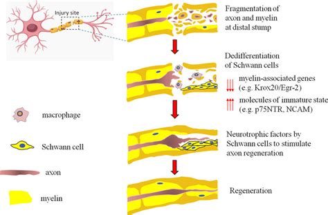 Schematic showing an overview of nerve regeneration after injury ...