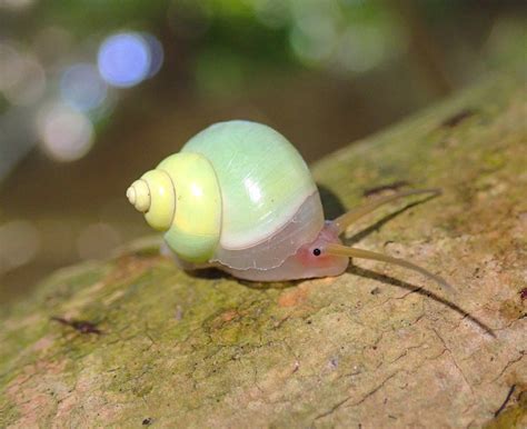 Cute Snails Wallpapers - Wallpaper Cave