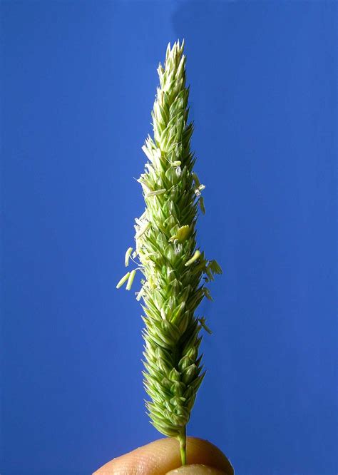 Phalaris Aquatica (Harding Grass): Everything About It - Malevus