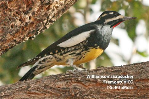 Woodpecker species: Williamson's Sapsucker - Birds and Blooms