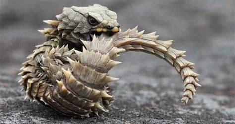 Armadillo Lizard - Diet, facts, chars, habitat, life span