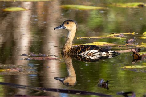 Wandering Whistling Duck 24736290 Stock Photo at Vecteezy